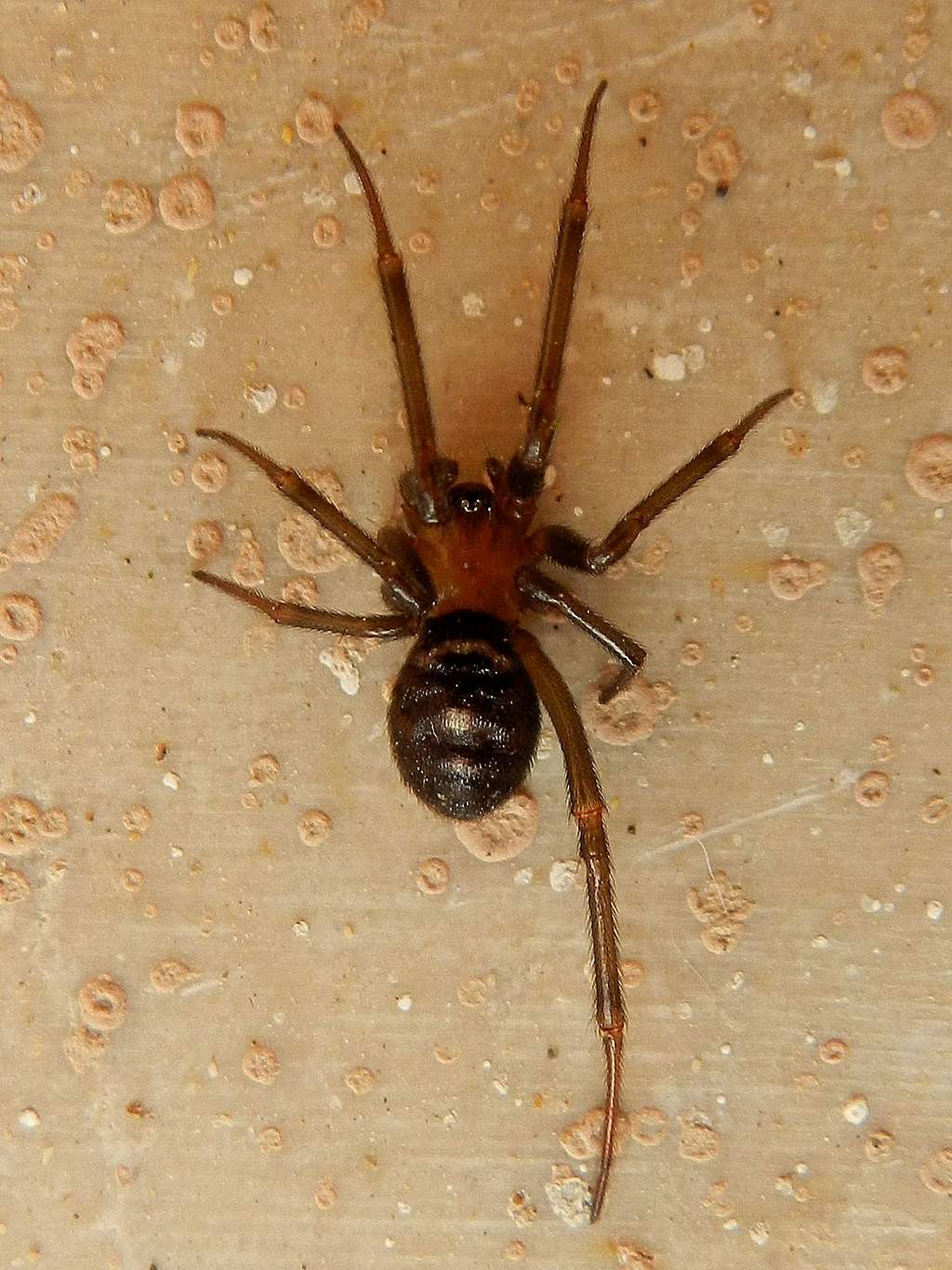 Theridiidae: Steatoda grossa - Venezia Lido